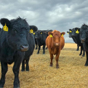 Western Nebraska Bank logo